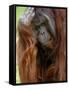 Male Orang-Utan with Head on Hand. Native to Borneo. Captive, France-Eric Baccega-Framed Stretched Canvas