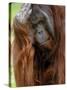 Male Orang-Utan with Head on Hand. Native to Borneo. Captive, France-Eric Baccega-Stretched Canvas