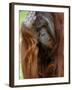 Male Orang-Utan with Head on Hand. Native to Borneo. Captive, France-Eric Baccega-Framed Photographic Print