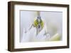 Male Orange tip butterfly on Wild garlic flower, Derbyshire, UK-Alex Hyde-Framed Photographic Print