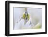 Male Orange tip butterfly on Wild garlic flower, Derbyshire, UK-Alex Hyde-Framed Photographic Print