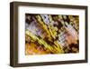 Male Orange-tip butterfly wing scales detail, 1.13mm across-Alex Hyde-Framed Photographic Print