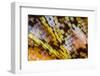 Male Orange-tip butterfly wing scales detail, 1.13mm across-Alex Hyde-Framed Photographic Print