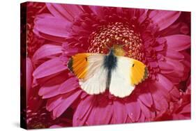 Male Orange Tip Butterlfy on Pink Gerbera Flower-null-Stretched Canvas