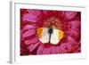 Male Orange Tip Butterlfy on Pink Gerbera Flower-null-Framed Photographic Print