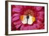 Male Orange Tip Butterlfy on Pink Gerbera Flower-null-Framed Photographic Print