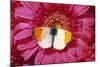 Male Orange Tip Butterlfy on Pink Gerbera Flower-null-Mounted Photographic Print