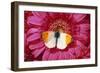 Male Orange Tip Butterlfy on Pink Gerbera Flower-null-Framed Photographic Print