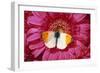 Male Orange Tip Butterlfy on Pink Gerbera Flower-null-Framed Photographic Print