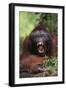 Male Orangutan Baring His Teeth-DLILLC-Framed Premium Photographic Print