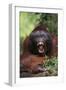 Male Orangutan Baring His Teeth-DLILLC-Framed Premium Photographic Print