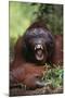 Male Orangutan Baring His Teeth-DLILLC-Mounted Photographic Print