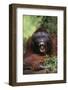 Male Orangutan Baring His Teeth-DLILLC-Framed Photographic Print