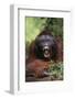 Male Orangutan Baring His Teeth-DLILLC-Framed Photographic Print