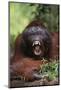 Male Orangutan Baring His Teeth-DLILLC-Mounted Photographic Print