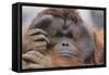 Male Orangutan-DLILLC-Framed Stretched Canvas