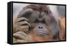 Male Orangutan-DLILLC-Framed Stretched Canvas