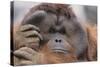 Male Orangutan-DLILLC-Stretched Canvas