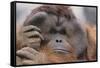 Male Orangutan-DLILLC-Framed Stretched Canvas