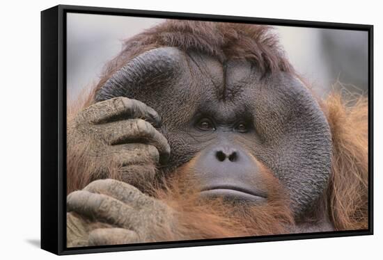 Male Orangutan-DLILLC-Framed Stretched Canvas