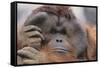 Male Orangutan-DLILLC-Framed Stretched Canvas