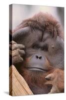 Male Orangutan-DLILLC-Stretched Canvas