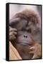 Male Orangutan-DLILLC-Framed Stretched Canvas