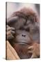 Male Orangutan-DLILLC-Stretched Canvas