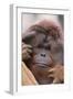 Male Orangutan-DLILLC-Framed Photographic Print