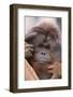 Male Orangutan-DLILLC-Framed Photographic Print