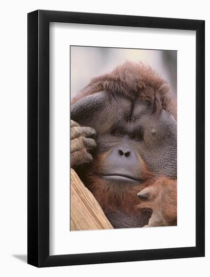 Male Orangutan-DLILLC-Framed Photographic Print