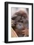 Male Orangutan-DLILLC-Framed Photographic Print