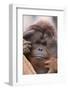 Male Orangutan-DLILLC-Framed Photographic Print