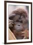 Male Orangutan-DLILLC-Framed Photographic Print