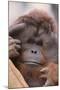Male Orangutan-DLILLC-Mounted Photographic Print