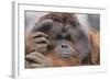 Male Orangutan-DLILLC-Framed Photographic Print