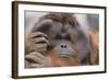 Male Orangutan-DLILLC-Framed Photographic Print