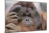 Male Orangutan-DLILLC-Mounted Photographic Print