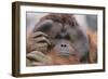 Male Orangutan-DLILLC-Framed Photographic Print