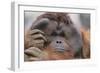 Male Orangutan-DLILLC-Framed Photographic Print