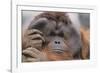 Male Orangutan-DLILLC-Framed Photographic Print