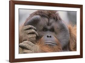 Male Orangutan-DLILLC-Framed Photographic Print