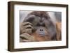 Male Orangutan-DLILLC-Framed Photographic Print