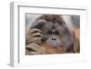 Male Orangutan-DLILLC-Framed Photographic Print