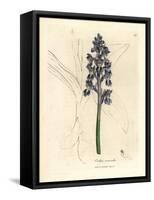 Male Orchis, Orchis Mascula-James Sowerby-Framed Stretched Canvas