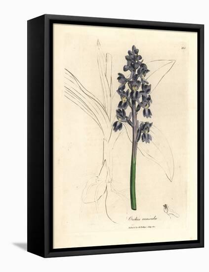 Male Orchis, Orchis Mascula-James Sowerby-Framed Stretched Canvas