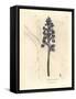 Male Orchis, Orchis Mascula-James Sowerby-Framed Stretched Canvas