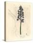 Male Orchis, Orchis Mascula-James Sowerby-Stretched Canvas