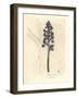 Male Orchis, Orchis Mascula-James Sowerby-Framed Giclee Print