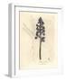 Male Orchis, Orchis Mascula-James Sowerby-Framed Giclee Print